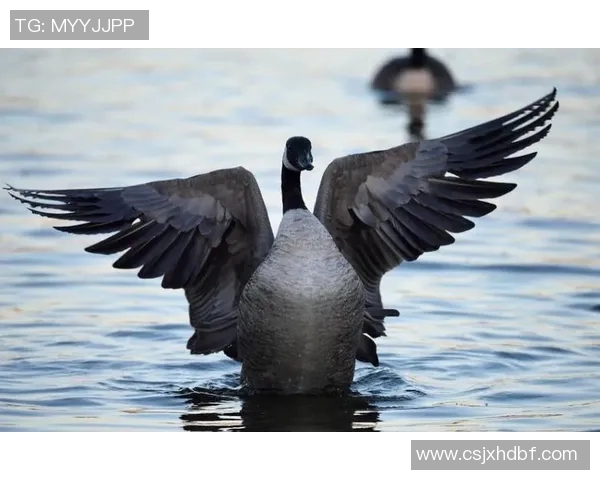 库德人对抗天狼星的战略较量与未来发展展望分析